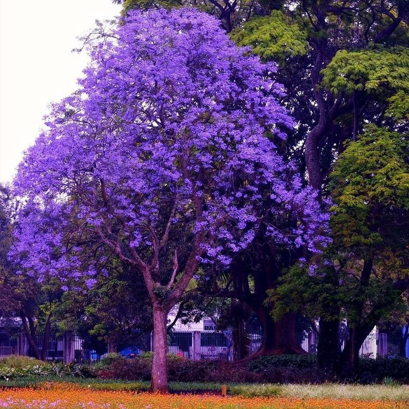 Muda Árvore Nativa Ipê Roxo 90cm