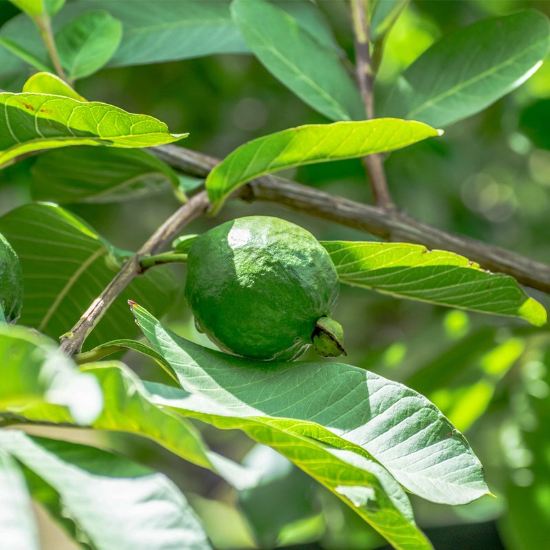 Muda Goiaba Paluma Vermelha 90cm