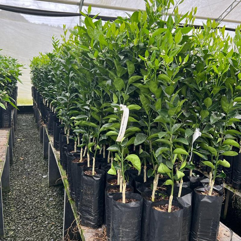 Muda Tangerina Murcott 90cm Muda Frente