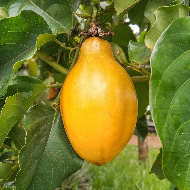 Muda Maracujá Doce 90cm Fruto