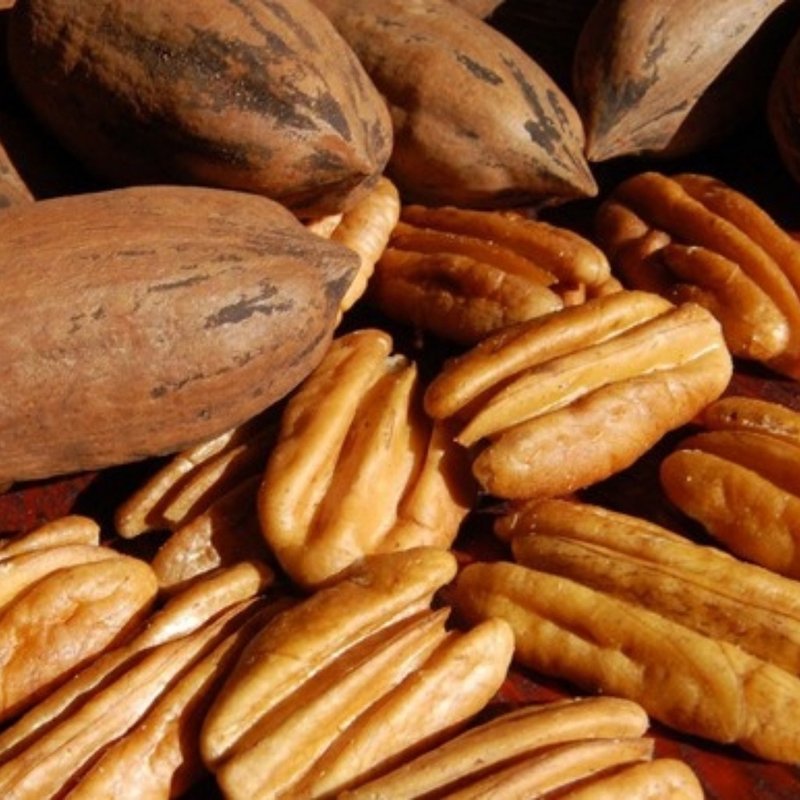 Muda Noz Pecã 90cm Fruta