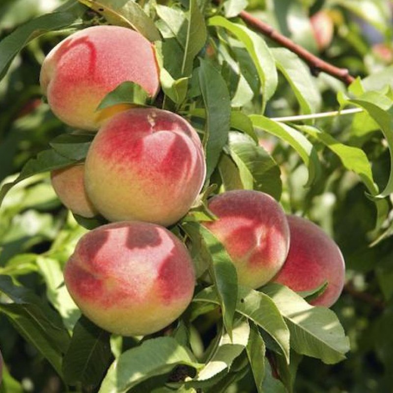 Muda Pêssego Premier 90cm Fruto