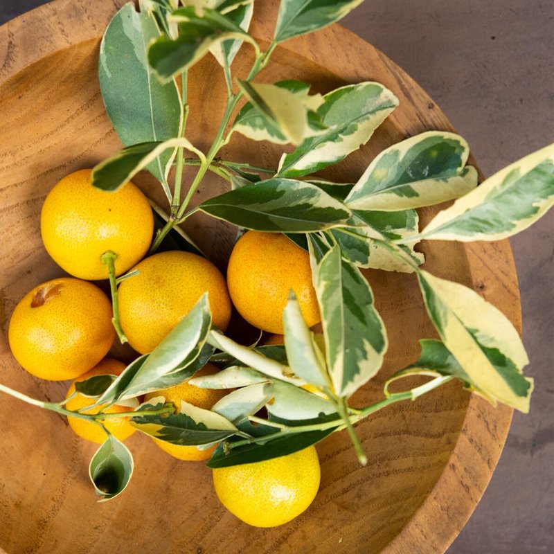 Muda Xinxin Doce 90cm Fruta