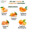 kit tangerinas