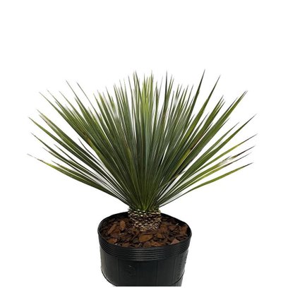 yucca capa