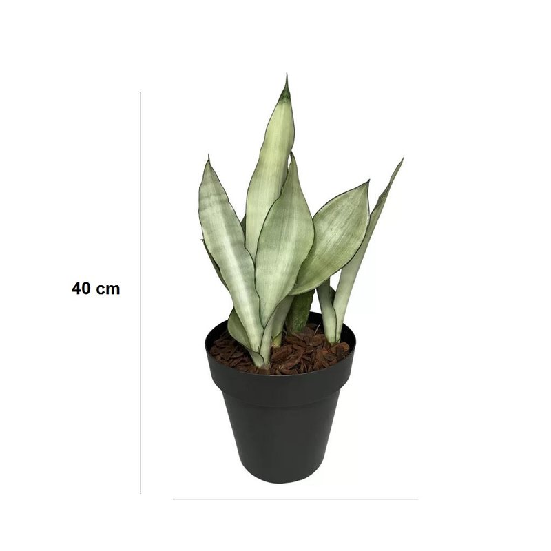 sansevieria prata