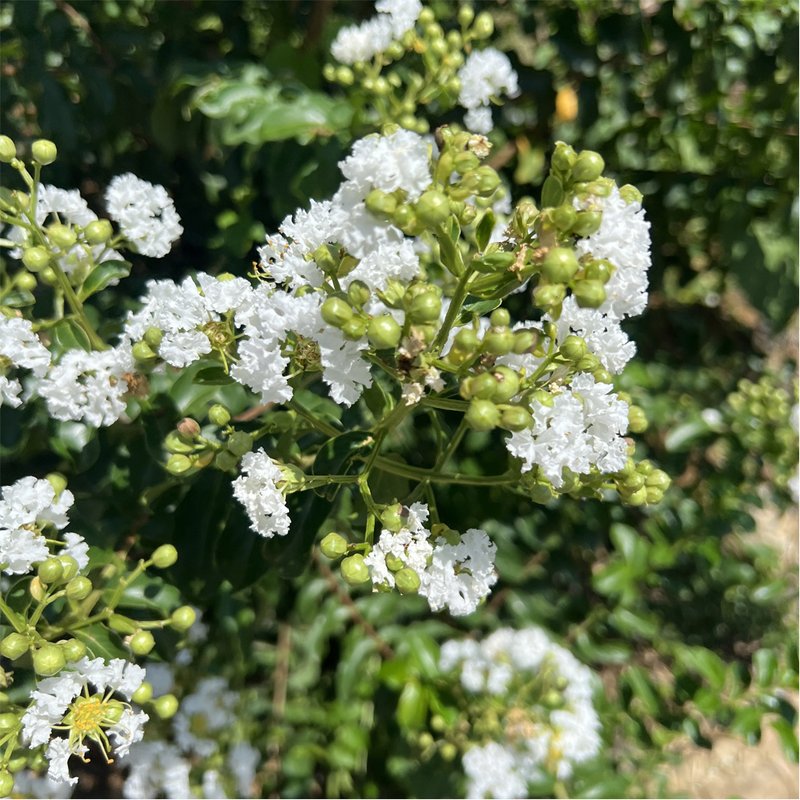 reseda branco 01 s