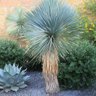 yucca 01