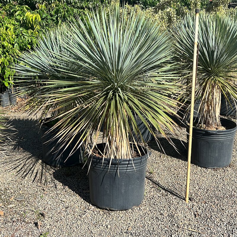 yucca 02