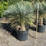 yucca 02