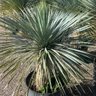 yucca 03