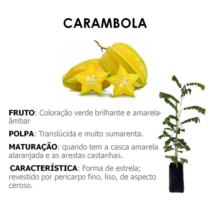 texto carambola