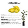 texto carambola