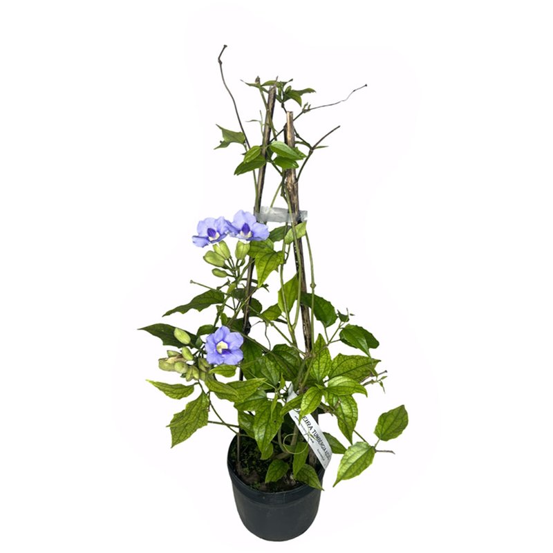 muda tumbergia fundo branco