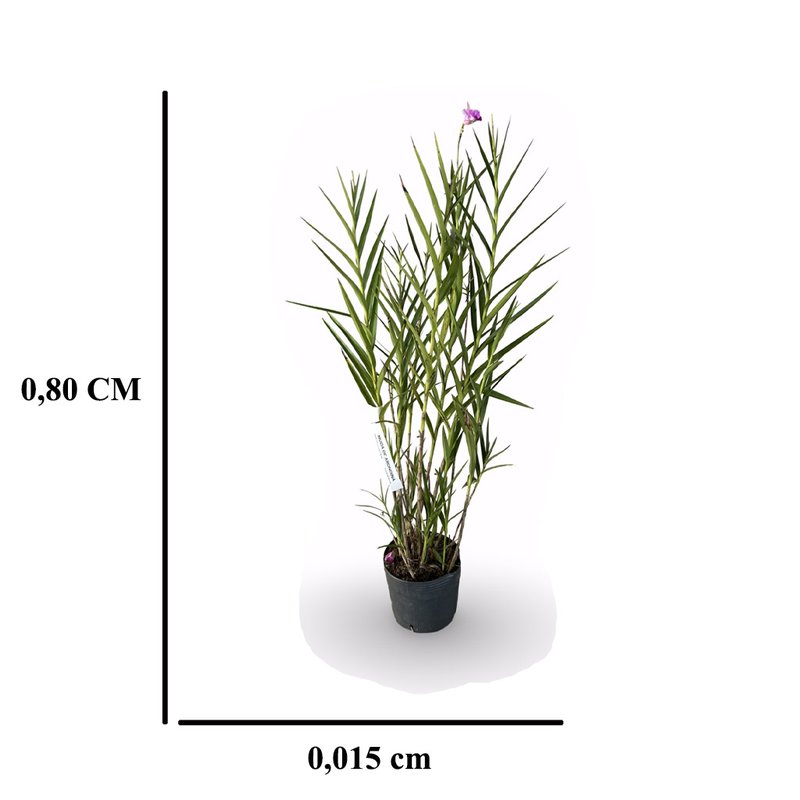 medida medida arondina