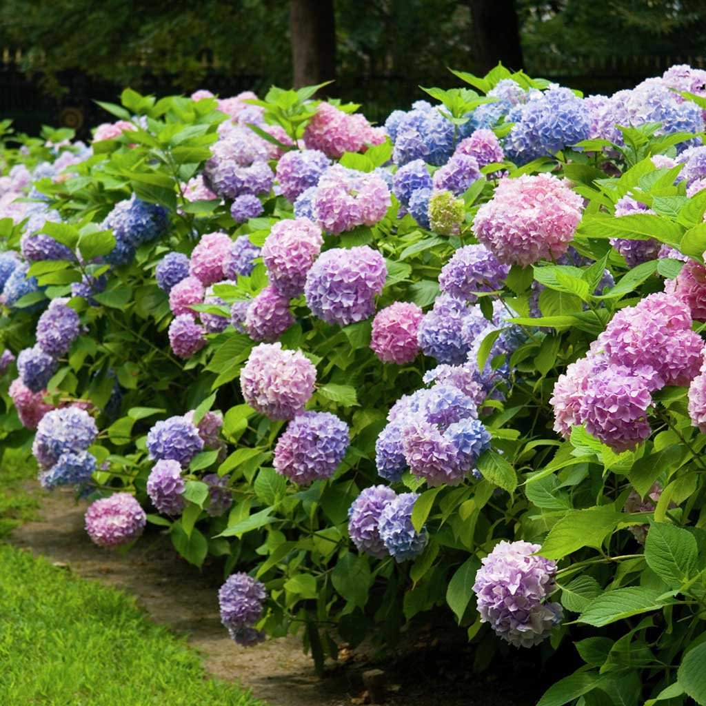ortensia 　シングル2枚ブルー Kit - Hortênsia Azul - Vaso&Flor