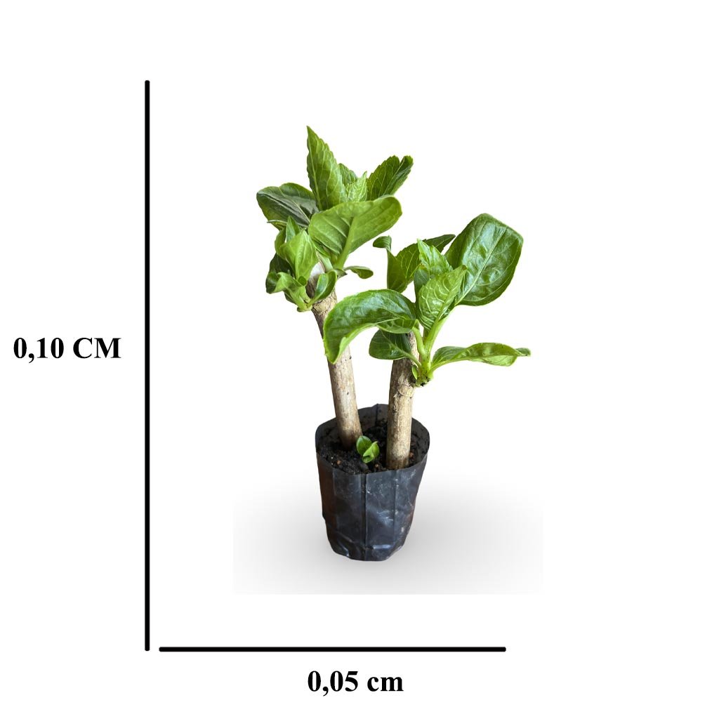 Kit - Hortênsia Azul - Vaso&Flor