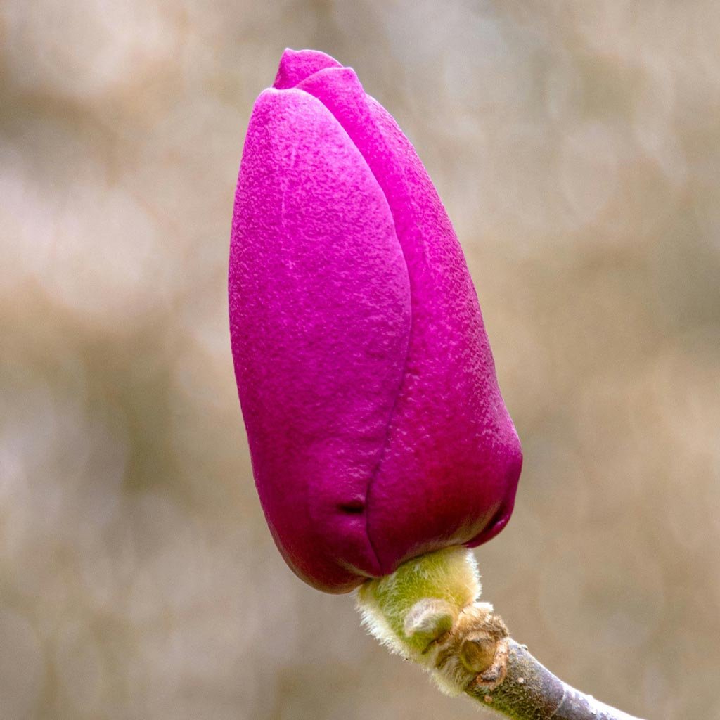 Magnólia Liliflora