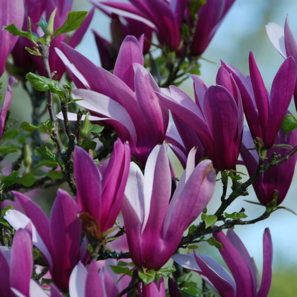 Magnólia Liliflora