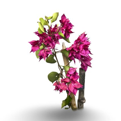 folha primavera dobrada