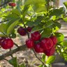 frutas acerola