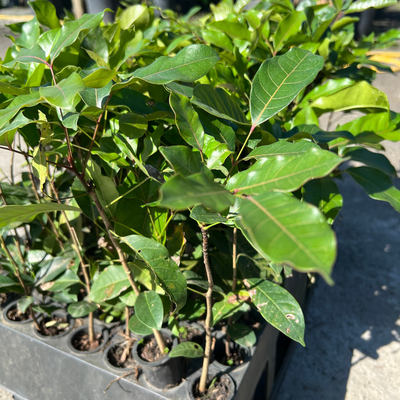 caixa mogno africano