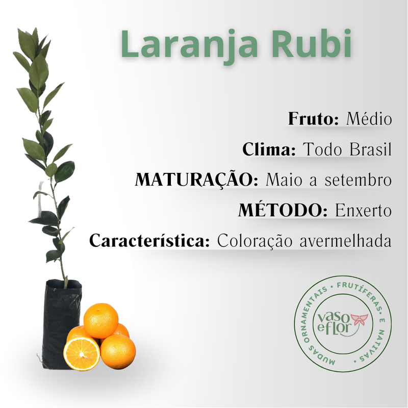 inf laranja rubi