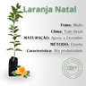 inf laranja natal