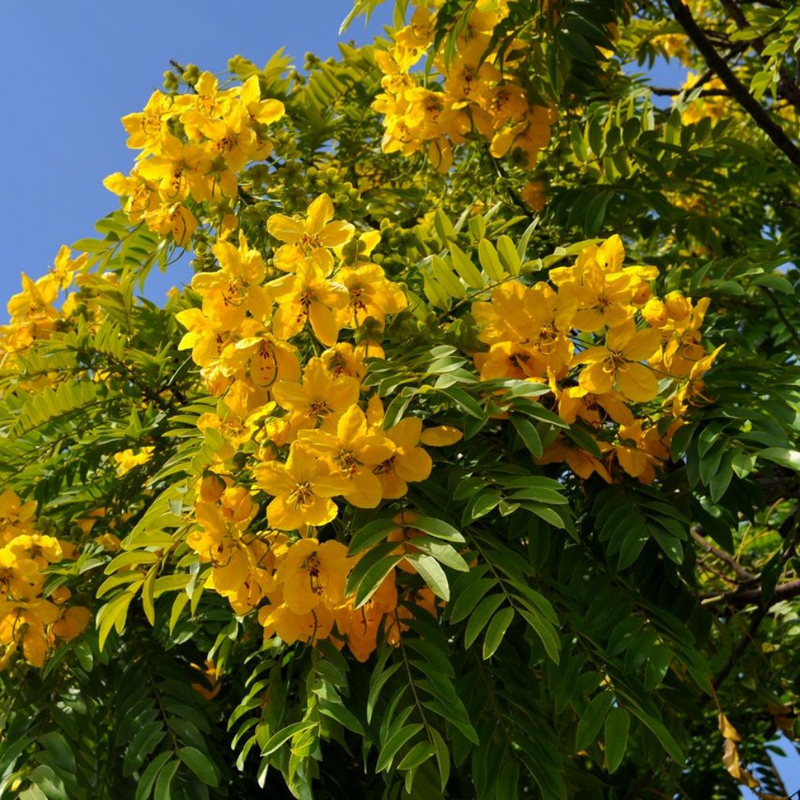 flores falso barbatimao