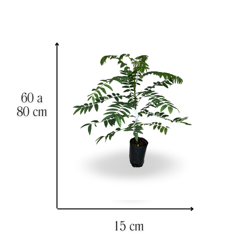 medida falso barbatimao