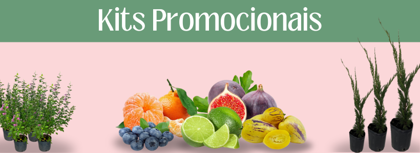 kits promocionais
