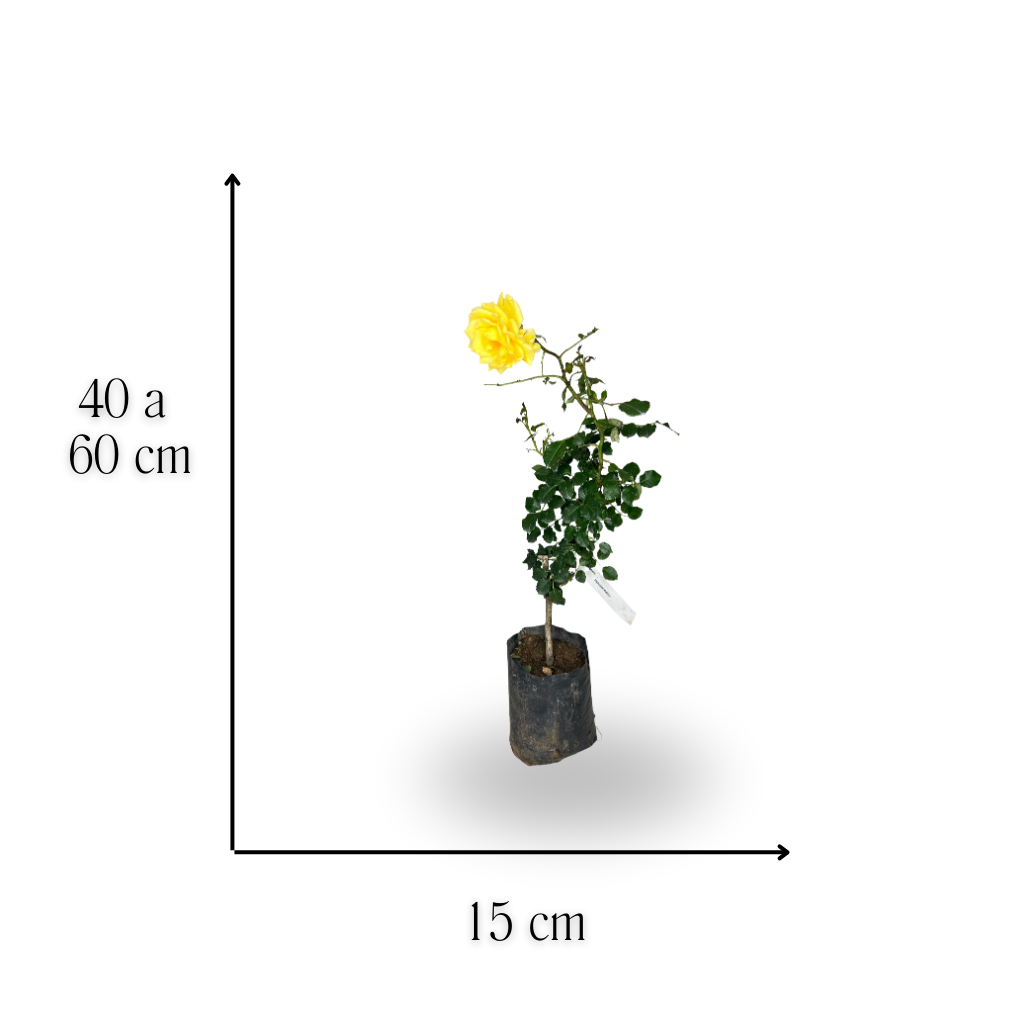 Mini Rosa Sp Muda de Mini Rosa Trepadeira Amarela