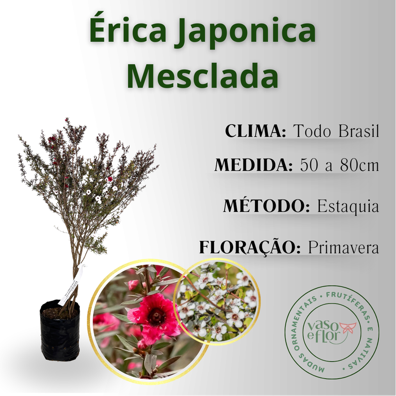 inf erica mesclada 03