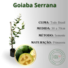 inf goiaba serrana