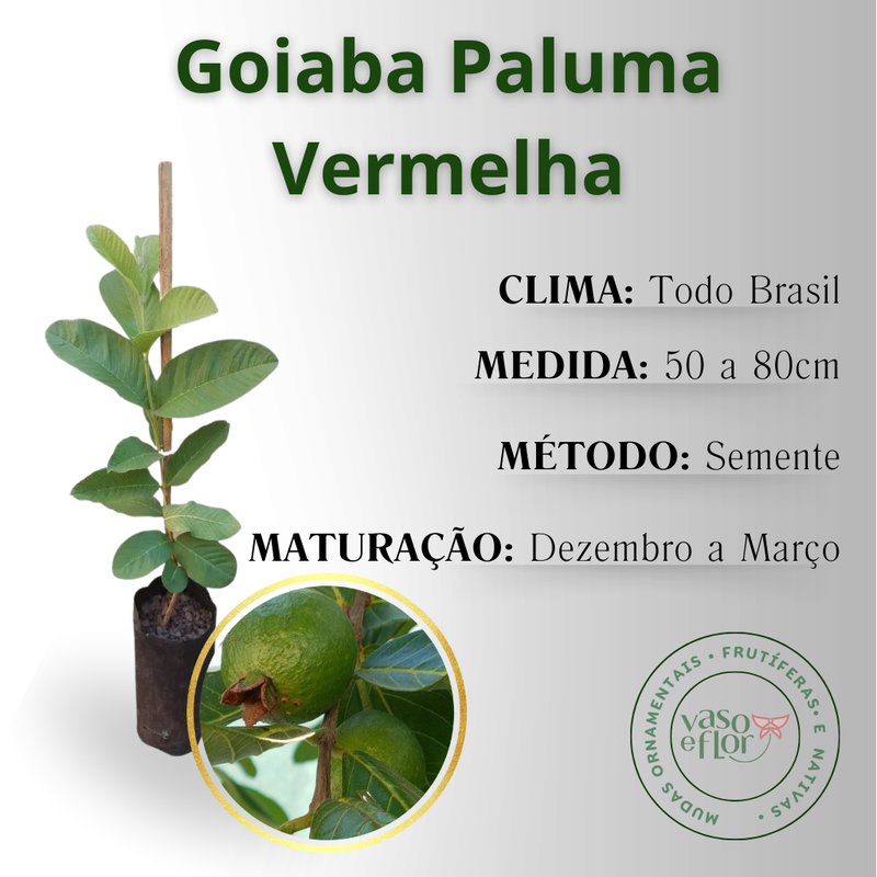 inf goiaba paluma