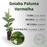 inf goiaba paluma