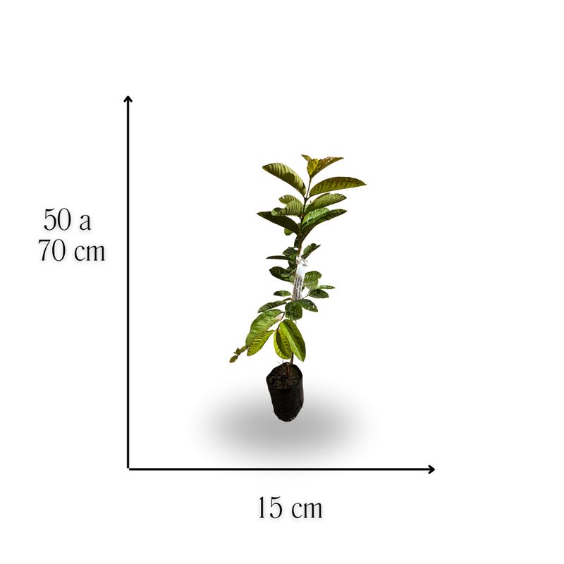 medida goiaba paluma