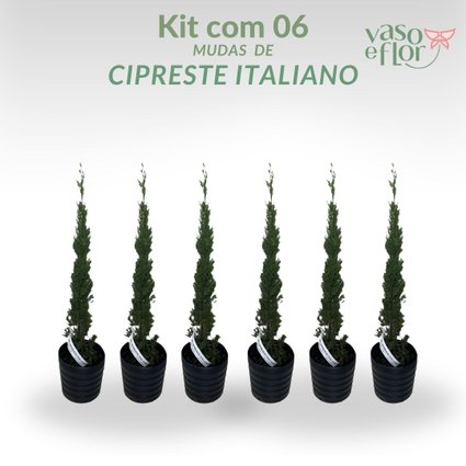 kit 06 cipreste italiano