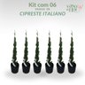 kit 06 cipreste italiano