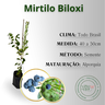 inf mirtilo biloxi