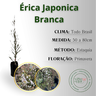 inf erica branca