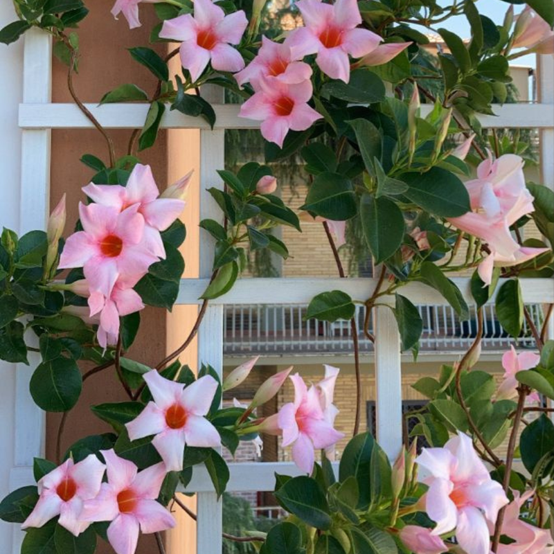 imagem dipladenia rosa