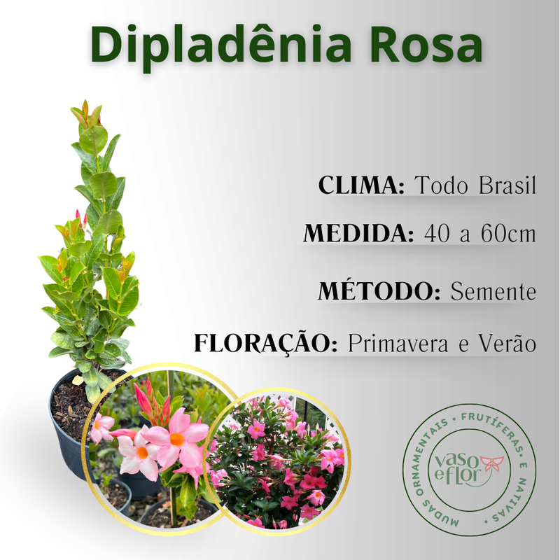 inf dipladenia rosa