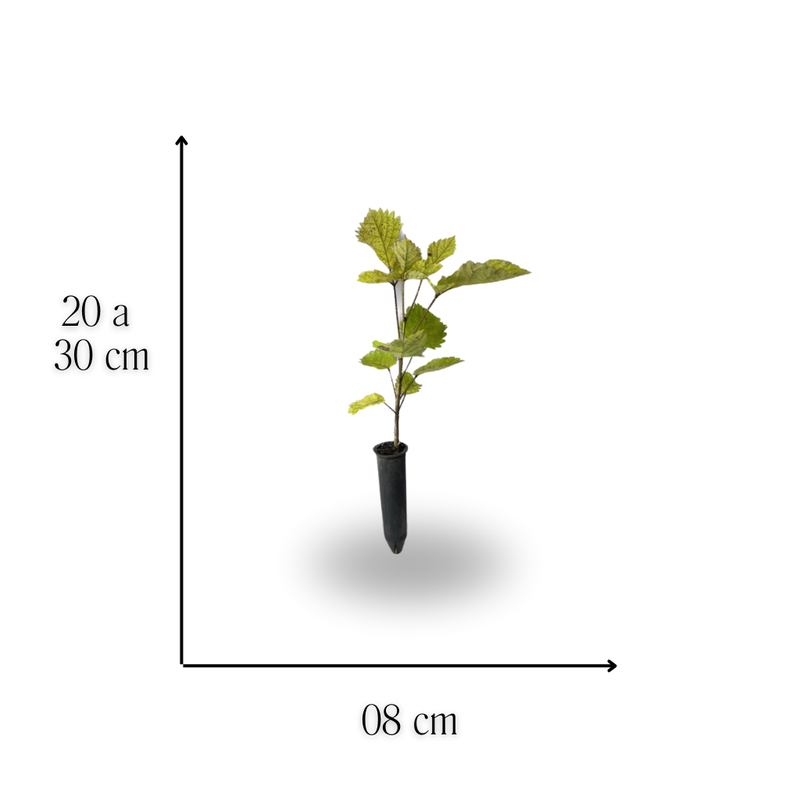 medida ipe amarelo 20