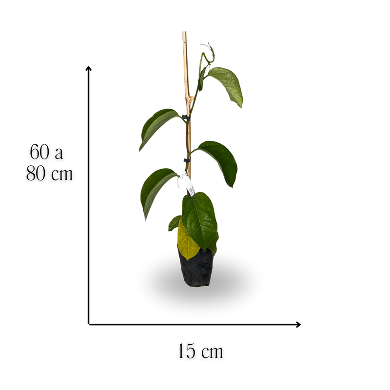 medida maracuja doce