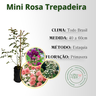 inf mini rosas trapadeira