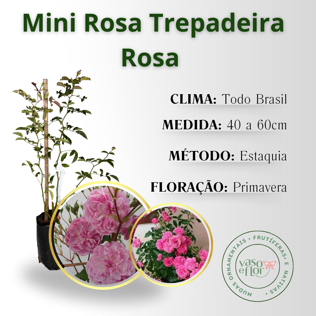 Muda de Mini Rosa Trepadeira Rosa