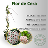 inf flor de cera