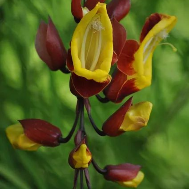 trepadeira sap de judia 01