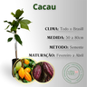 inf cacau